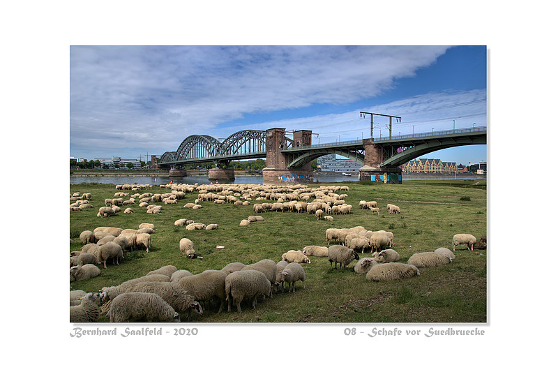Bernhard Saalfeld - 08 - Schafe vor Suedbruecke_800